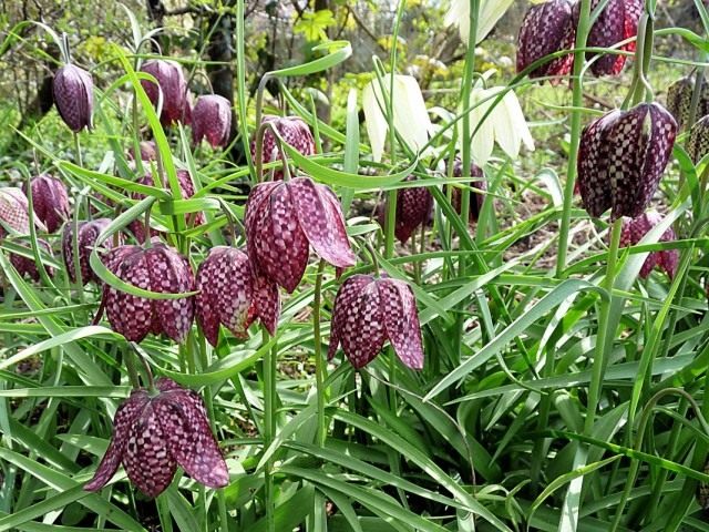 Рябчик шахматный (Fritillaria meleagris) Рябчик шахматный (Fritillaria meleagris)