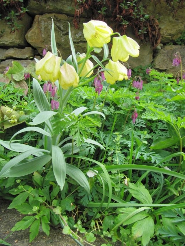 Рябчик (Fritillaria) Рябчик (Fritillaria)