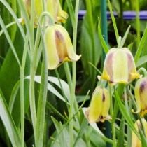 Рябчик иглолепестный (Fritillaria acmopetala) Рябчик иглолепестный (Fritillaria acmopetala)