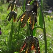 Рябчик родственный (Fritillaria affinis) Рябчик родственный (Fritillaria affinis)