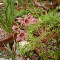 Рябчик арианский (Fritillaria ariana) Рябчик арианский (Fritillaria ariana)