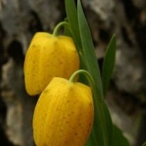 Рябчик золотистый (Fritillaria aurea) Рябчик золотистый (Fritillaria aurea)