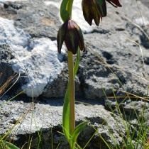 Рябчик двухцветковый (Fritillaria biflora) Рябчик двухцветковый (Fritillaria biflora)