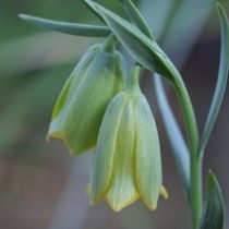 Рябчик вифинский (Fritillaria bithynica)