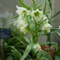 Рябчик бухарский (Fritillaria bucharica) Рябчик бухарский (Fritillaria bucharica)