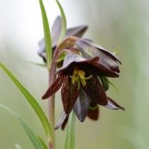Рябчик камчатский (Fritillaria camschatcensis) Рябчик камчатский (Fritillaria camschatcensis)