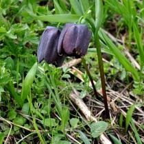 Рябчик кавказский (Fritillaria caucasica) Рябчик кавказский (Fritillaria caucasica)