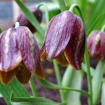Рябчик Дэвиса (Fritillaria davisii) Рябчик Дэвиса (Fritillaria davisii)