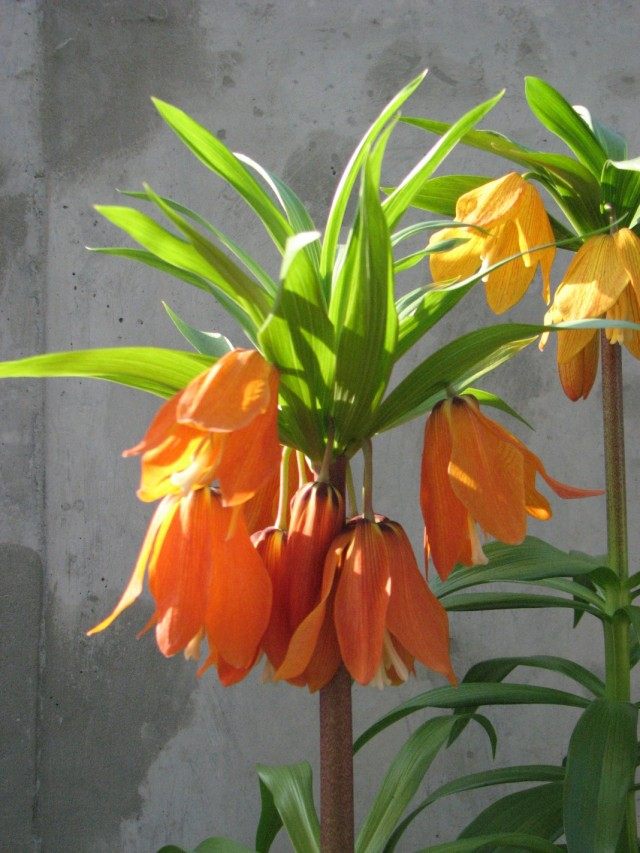 Рябчик Эдуарда (Fritillaria eduardii) Рябчик Эдуарда (Fritillaria eduardii)