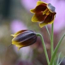 Рябчик Эрхарта (Fritillaria ehrhartii) Рябчик Эрхарта (Fritillaria ehrhartii)