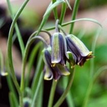 Рябчик Элвеса (Fritillaria elwesii) Рябчик Элвеса (Fritillaria elwesii)