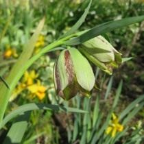 Рябчик хермонский (Fritillaria hermonis) Рябчик хермонский (Fritillaria hermonis)