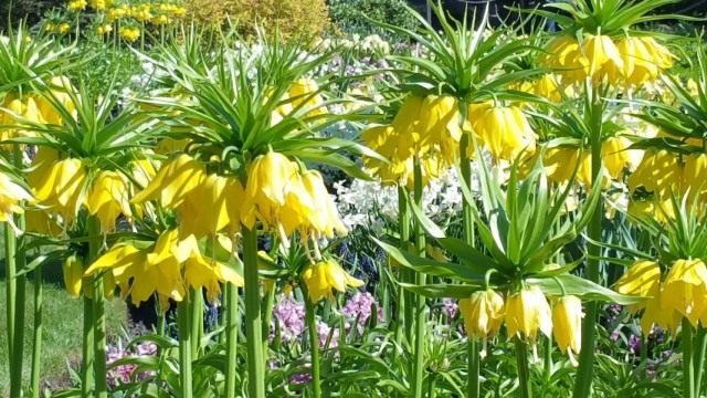 Рябчик императорский (Fritillaria imperialis) Рябчик императорский (Fritillaria imperialis)