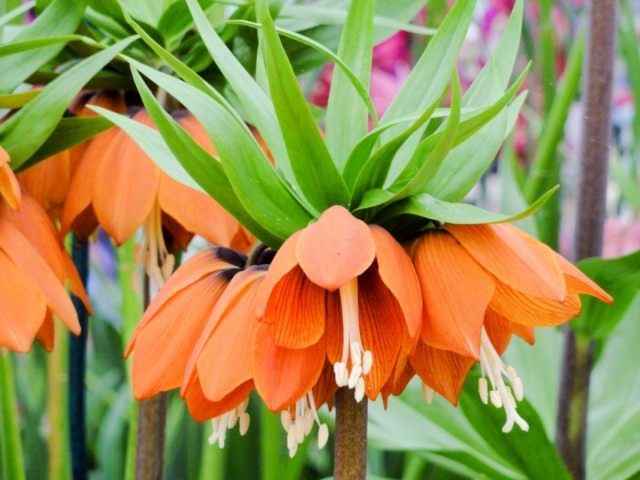 Рябчик императорский (Fritillaria imperialis) Рябчик императорский (Fritillaria imperialis)