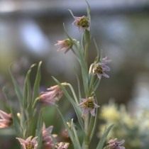 Рябчик Карелина (Fritillaria karelinii)