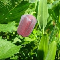 Рябчик широколистный (Fritillaria latifolia) Рябчик широколистный (Fritillaria latifolia)