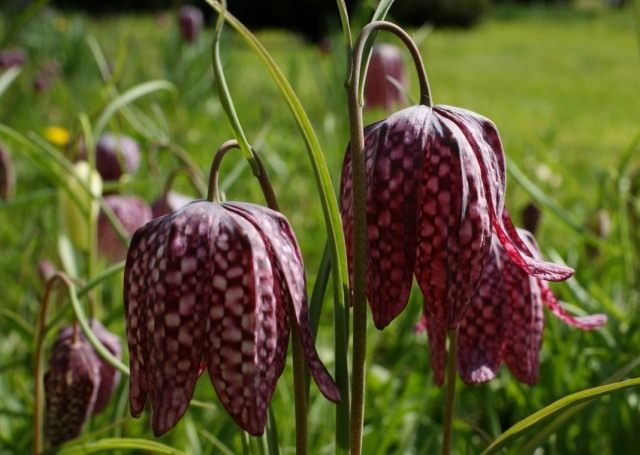 https://www.botanichka.ru/wp-content/uploads/2016/08/Fritillaria-meleagris-640x455.jpg