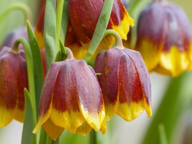 Рябчик Михайловского (Fritillaria michailovskyi) Рябчик Михайловского (Fritillaria michailovskyi)
