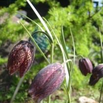 Рябчик горный (Fritillaria montana) Рябчик горный (Fritillaria montana)