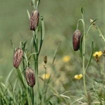 Рябчик восточный, или Рябчик тоненький (Fritillaria orientalis) Рябчик восточный, или Рябчик тоненький (Fritillaria orientalis)