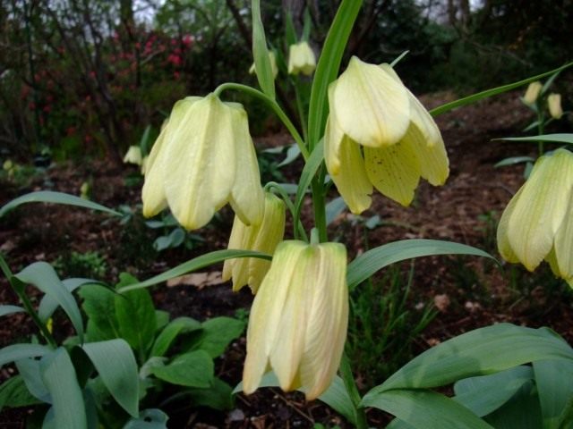 Рябчик бледноцветковый, или Рябчик бледноцветный (Fritillaria pallidiflora) Рябчик бледноцветковый, или Рябчик бледноцветный (Fritillaria pallidiflora)