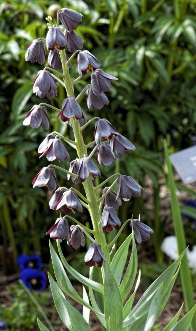 Рябчик персидский (Fritillaria persica) Рябчик персидский (Fritillaria persica)