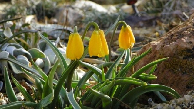 Рябчик скромный (Fritillaria pudica) Рябчик скромный (Fritillaria pudica)
