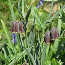 Рябчик пиренейский, или Рябчик чёрный (Fritillaria pyrenaica) Рябчик пиренейский, или Рябчик чёрный (Fritillaria pyrenaica)