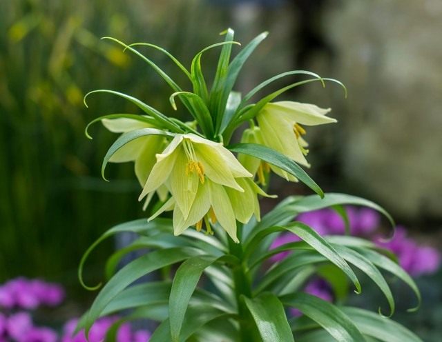 Рябчик Радде (Fritillaria raddeana) Рябчик Радде (Fritillaria raddeana)