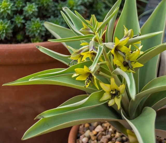 Корольковия Северцова, или Рябчик Северцова (Fritillaria sewerzowii) Корольковия Северцова, или Рябчик Северцова (Fritillaria sewerzowii)