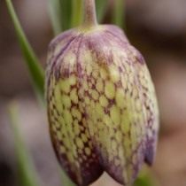 Рябчик Уиттола (Fritillaria whittallii) Рябчик Уиттола (Fritillaria whittallii)