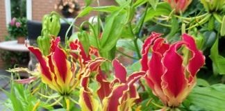 Глориоза Ротшильда (Gloriosa superba 'Rothschildiana')