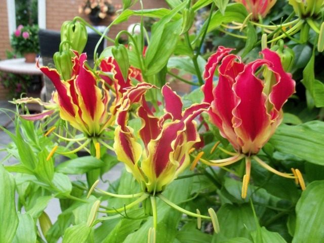 Глориоза Ротшильда (Gloriosa superba 'Rothschildiana') Глориоза Ротшильда (Gloriosa superba 'Rothschildiana')