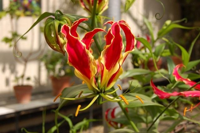 Глориоза роскошная или Глориоза великолепная (Gloriosa superba) Глориоза роскошная или Глориоза великолепная (Gloriosa superba)