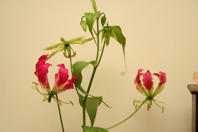 Глориоза (Gloriosa) Глориоза (Gloriosa)