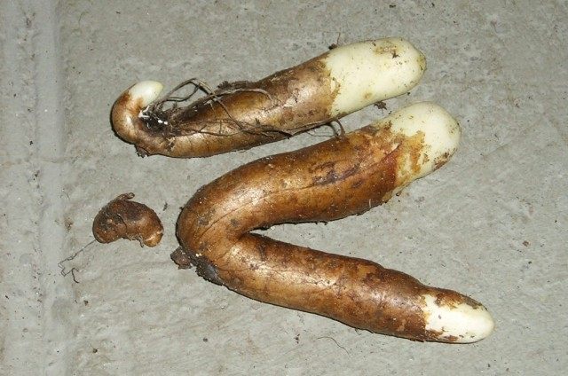 Клубни глориозы Клубни глориозы