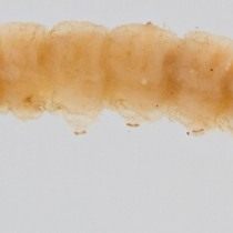 Гусеница Сливовой плодожорки (Grapholita funebrana) Гусеница Сливовой плодожорки (Grapholita funebrana)