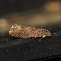 Бабочка сливовой плодожорки (Grapholita funebrana) Бабочка сливовой плодожорки (Grapholita funebrana)