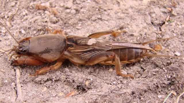 Медведка обыкновенная (Gryllotalpa gryllotalpa)