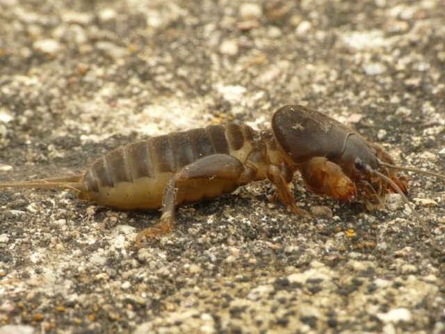 Медведка обыкновенная (Gryllotalpa gryllotalpa)