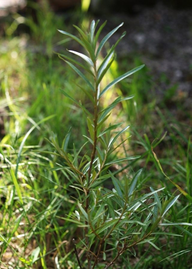 Облепиха крушиновидая (Hippophae rhamnoides) Облепиха крушиновидая (Hippophae rhamnoides)