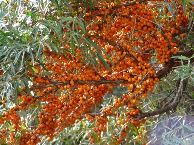 Облепиха крушиновидая (Hippophae rhamnoides) Облепиха крушиновидая (Hippophae rhamnoides)