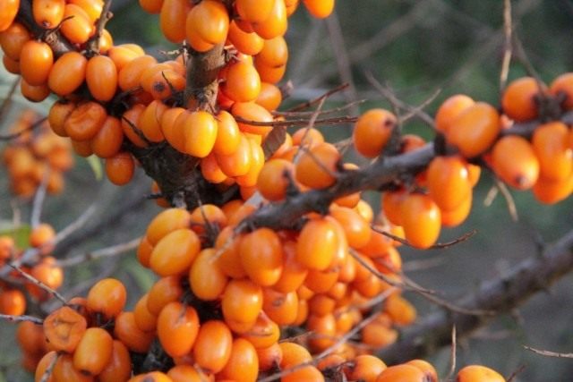 Облепиха крушиновидая (Hippophae rhamnoides) Облепиха крушиновидая (Hippophae rhamnoides)