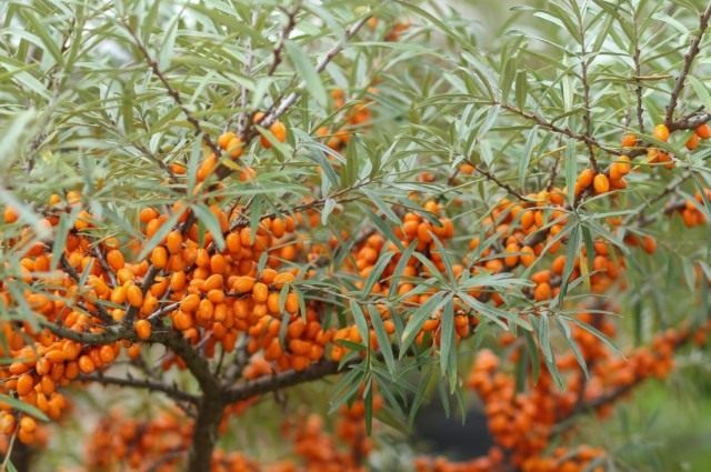 Облепиха крушиновидая (Hippophae rhamnoides) Облепиха крушиновидая (Hippophae rhamnoides)