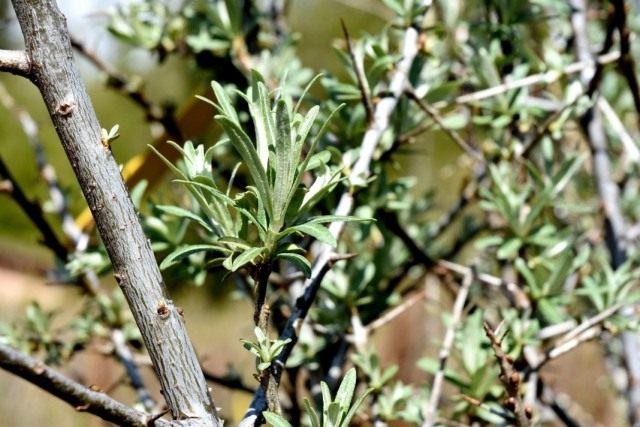 Облепиха крушиновидая (Hippophae rhamnoides) Облепиха крушиновидая (Hippophae rhamnoides)