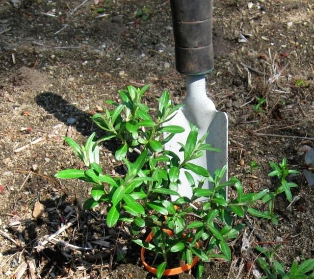 Облепиха крушиновидая (Hippophae rhamnoides) Облепиха крушиновидая (Hippophae rhamnoides)