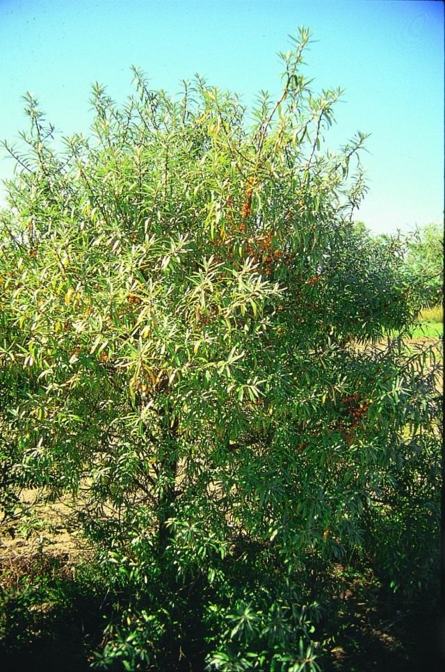 Облепиха крушиновидая (Hippophae rhamnoides) Облепиха крушиновидая (Hippophae rhamnoides)