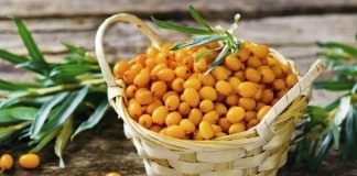 Облепиха крушиновидая (Hippophae rhamnoides)