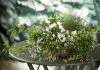 Жасмин многоцветковый (Jasminum polyanthum)