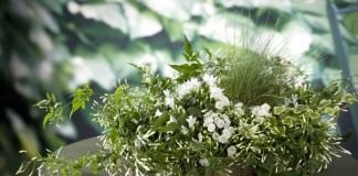 Жасмин многоцветковый (Jasminum polyanthum)